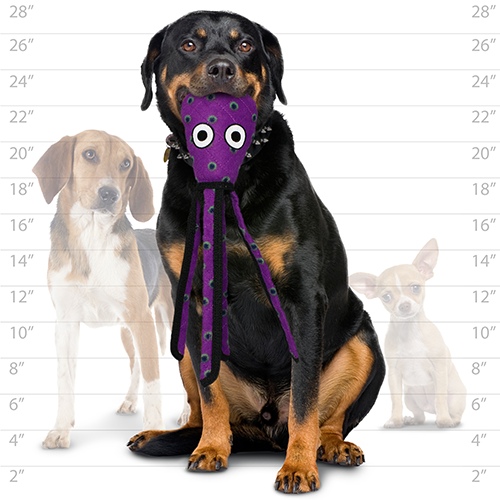 vip-t-oc-squid-pr_1.png